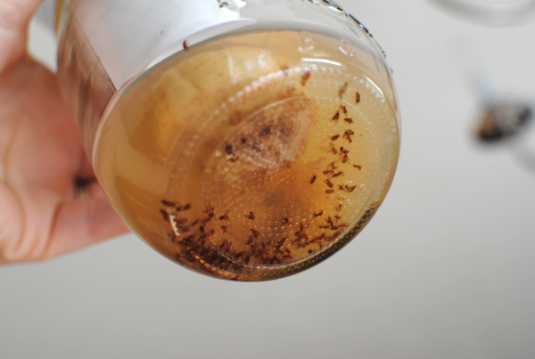 How to Get Rid of Gnats and Fruit Flies - Pennywise Cook